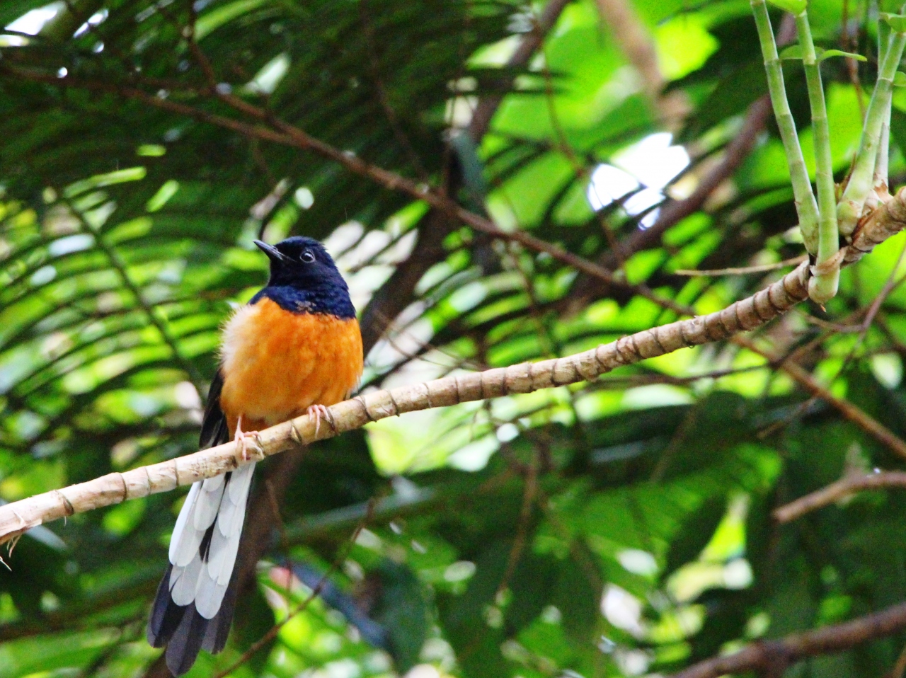 オアフの秘境 マノア滝へジャングル探検 滝壺の奥に潜むモノ ハワイを週末 有給2日de大満喫 3 ホノルル ハワイ の旅行記 ブログ By ウェンディさん フォートラベル