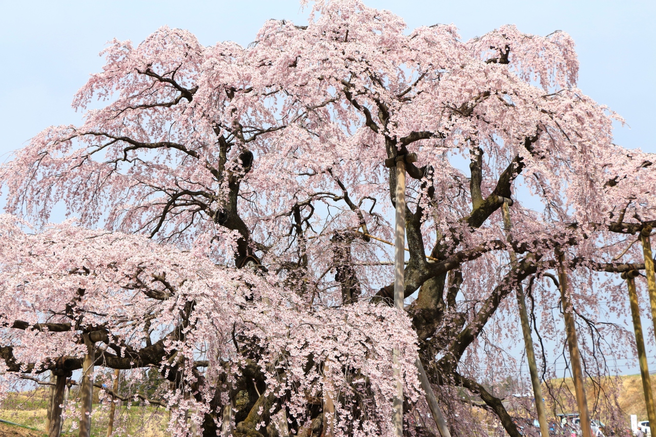 桜の見頃ドンピシャ ただし一ヶ所完全ハズレ 福島県５つの桜名所を巡る旅 ２日目 鶴ヶ城公園 会津武家屋敷 三春滝桜 夏井千本桜 福島県の旅行記 ブログ By ニッキーさん フォートラベル