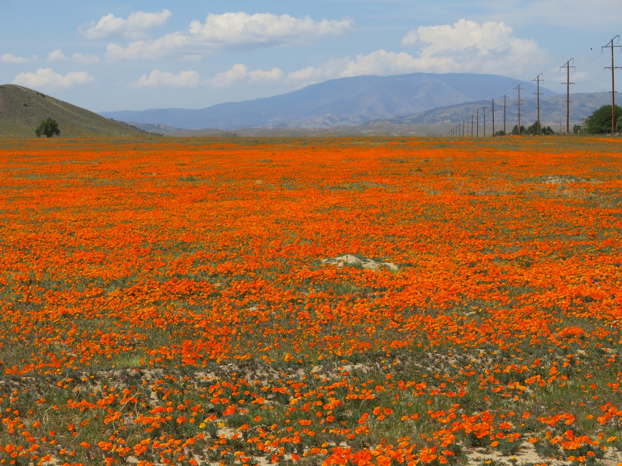 カリフォルニア州の州花 ポーピー が満開で見渡すかぎりオレンジ色の絨毯でした ロサンゼルス アメリカ の旅行記 ブログ By Mauchlyさん フォートラベル