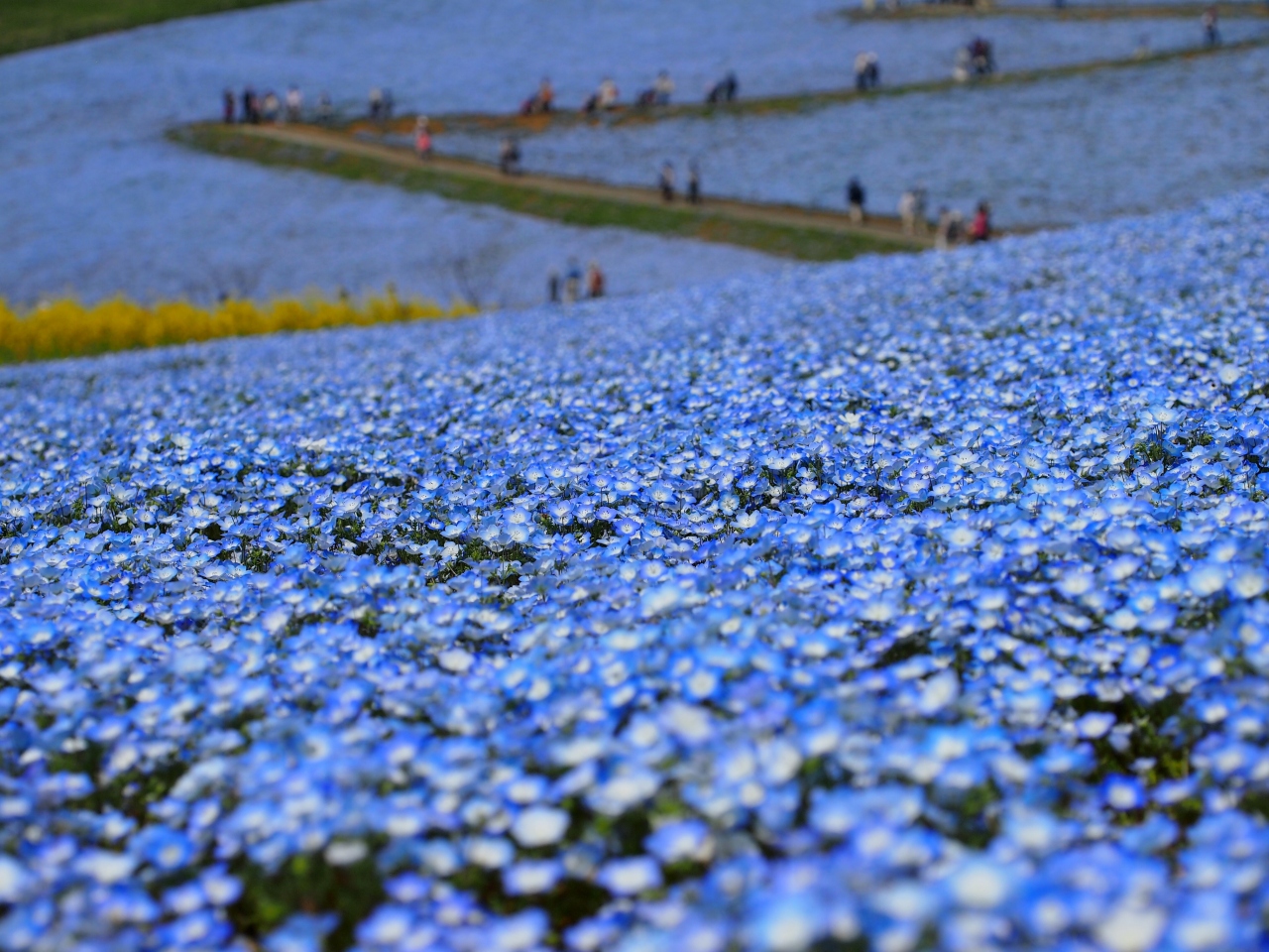 東京駅発 高速バスで行く ひたち海浜公園ネモフィラの丘 ひたちなか 茨城県 の旅行記 ブログ By Momotaさん フォートラベル