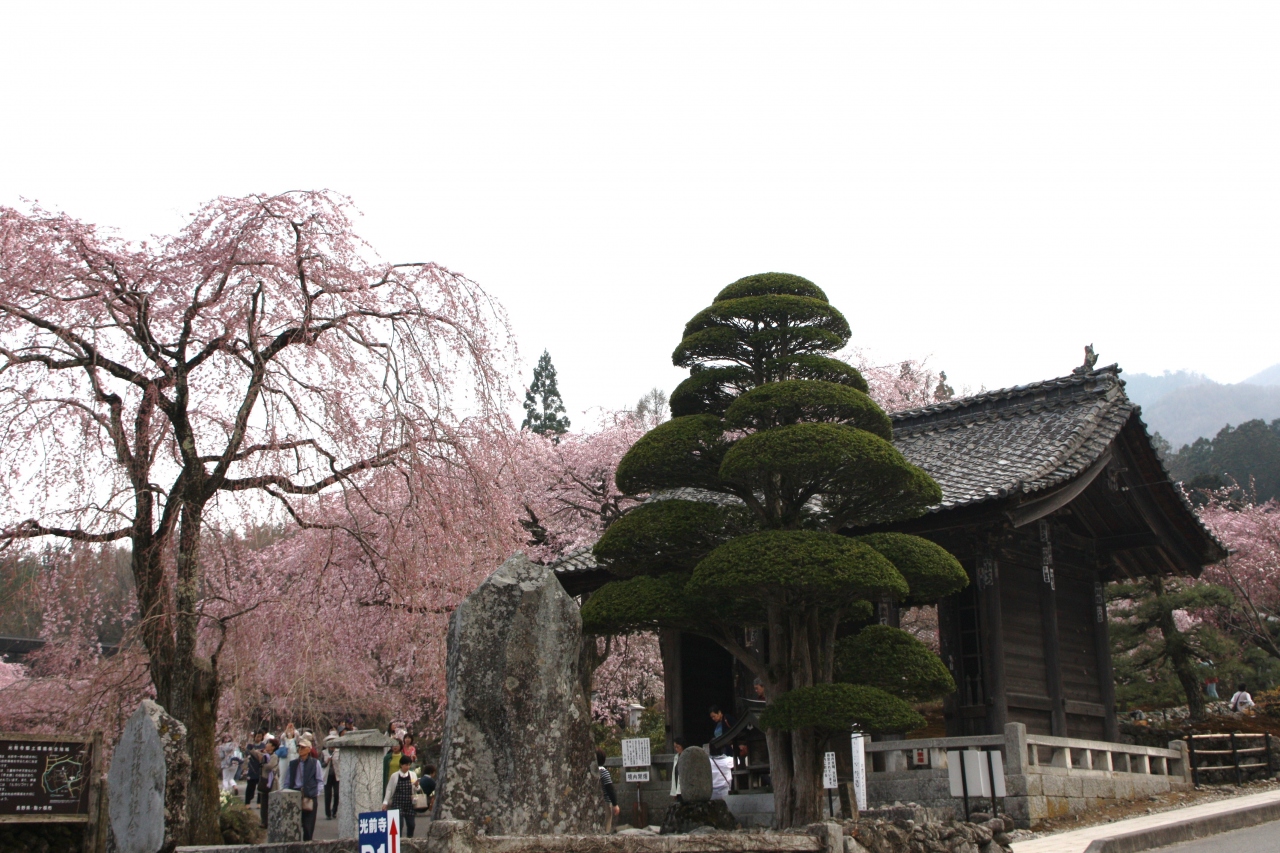 南信州 駒ヶ根 光前寺 の 春 駒ヶ根 長野県 の旅行記 ブログ By いぬちゃんさん フォートラベル