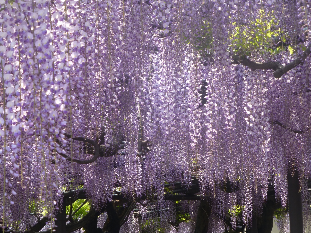 うす紫色のシャワーに魅せられて 羽島 岐阜県 の旅行記 ブログ By 咲くや姫さん フォートラベル