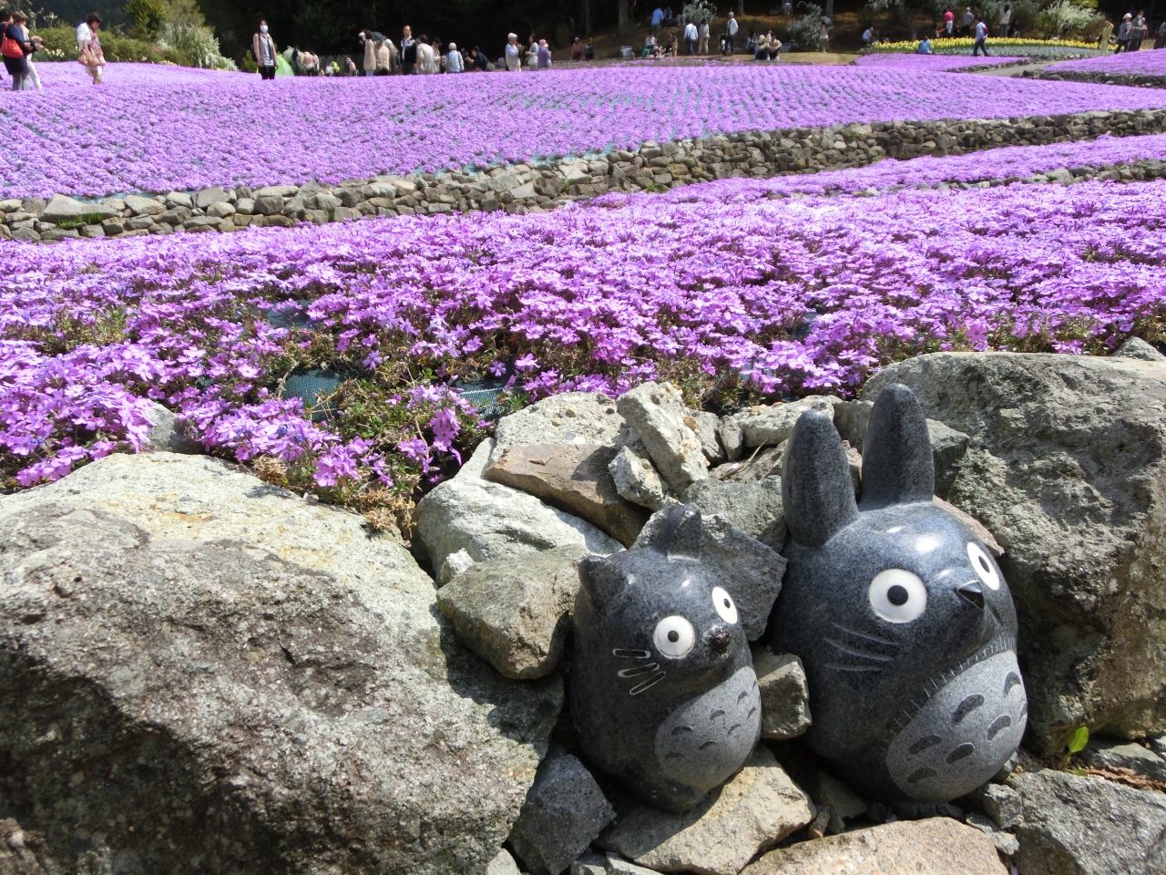 兵庫県立フラワーセンターのチューリップと三田永沢寺の芝桜 兵庫県の旅行記 ブログ By じっちゃんさん フォートラベル