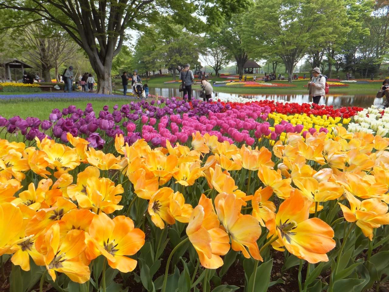 まるでオランダのキューケンホフ公園みたい 立川 東京 の旅行記 ブログ By Anelloさん フォートラベル まるでオランダのキューケンホフ公園みたい 立川 東京 の旅行記 ブログ By Anelloさん フォートラベル
