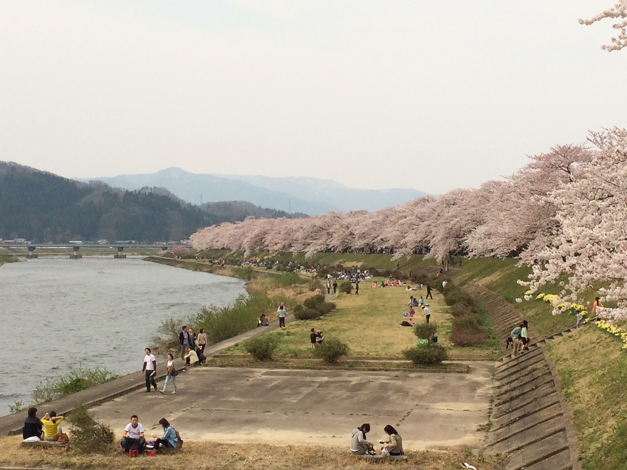 桜 まつり 角館