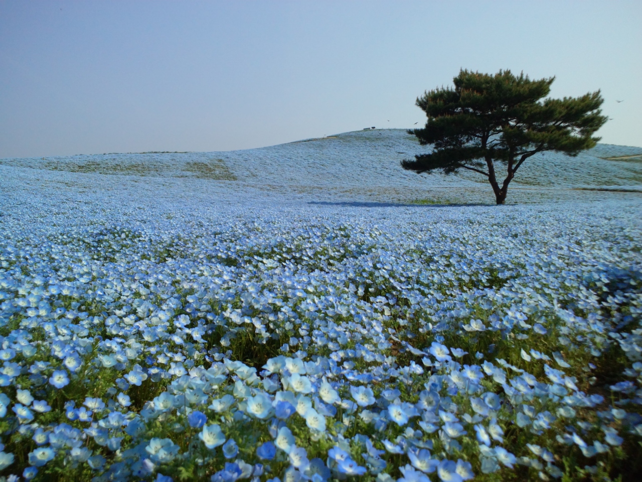ひたち海浜公園はネモフィラも良いがサイクリングが気持ちいい ひたちなか 茨城県 の旅行記 ブログ By ぱぱちトラベラーさん フォートラベル