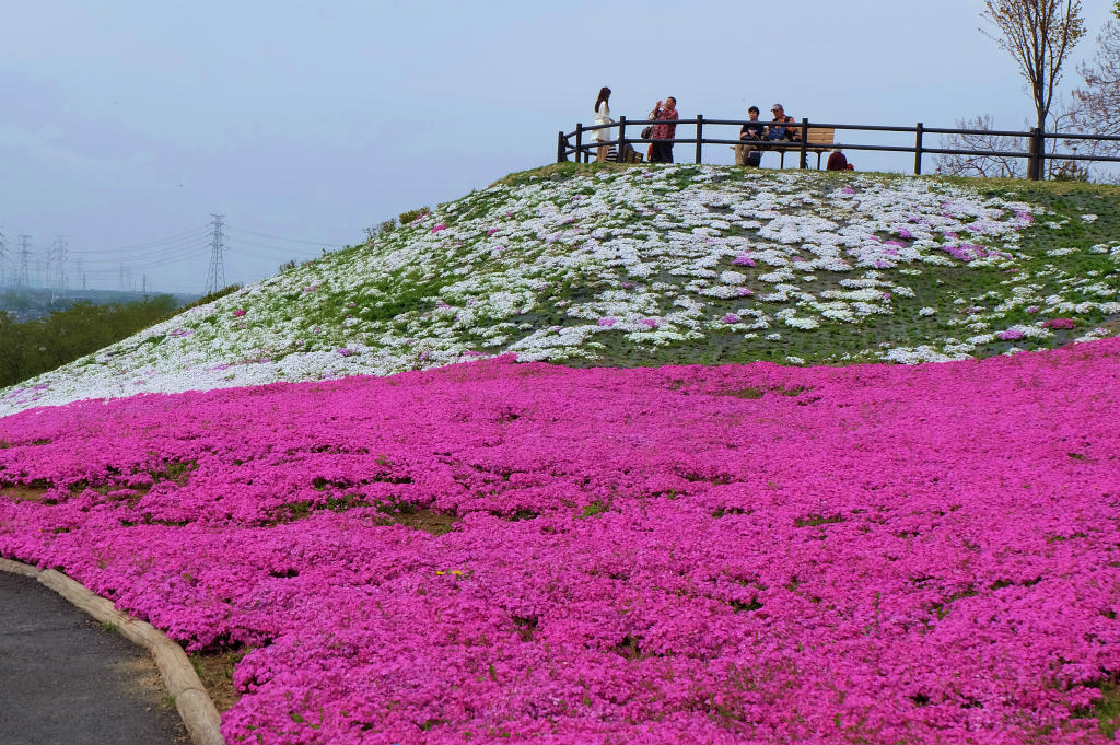 芝桜 ネモフィラ咲いて 泳ぐ鯉のぼり 上 群馬県 太田市 太田 群馬県 の旅行記 ブログ By 義臣さん フォートラベル