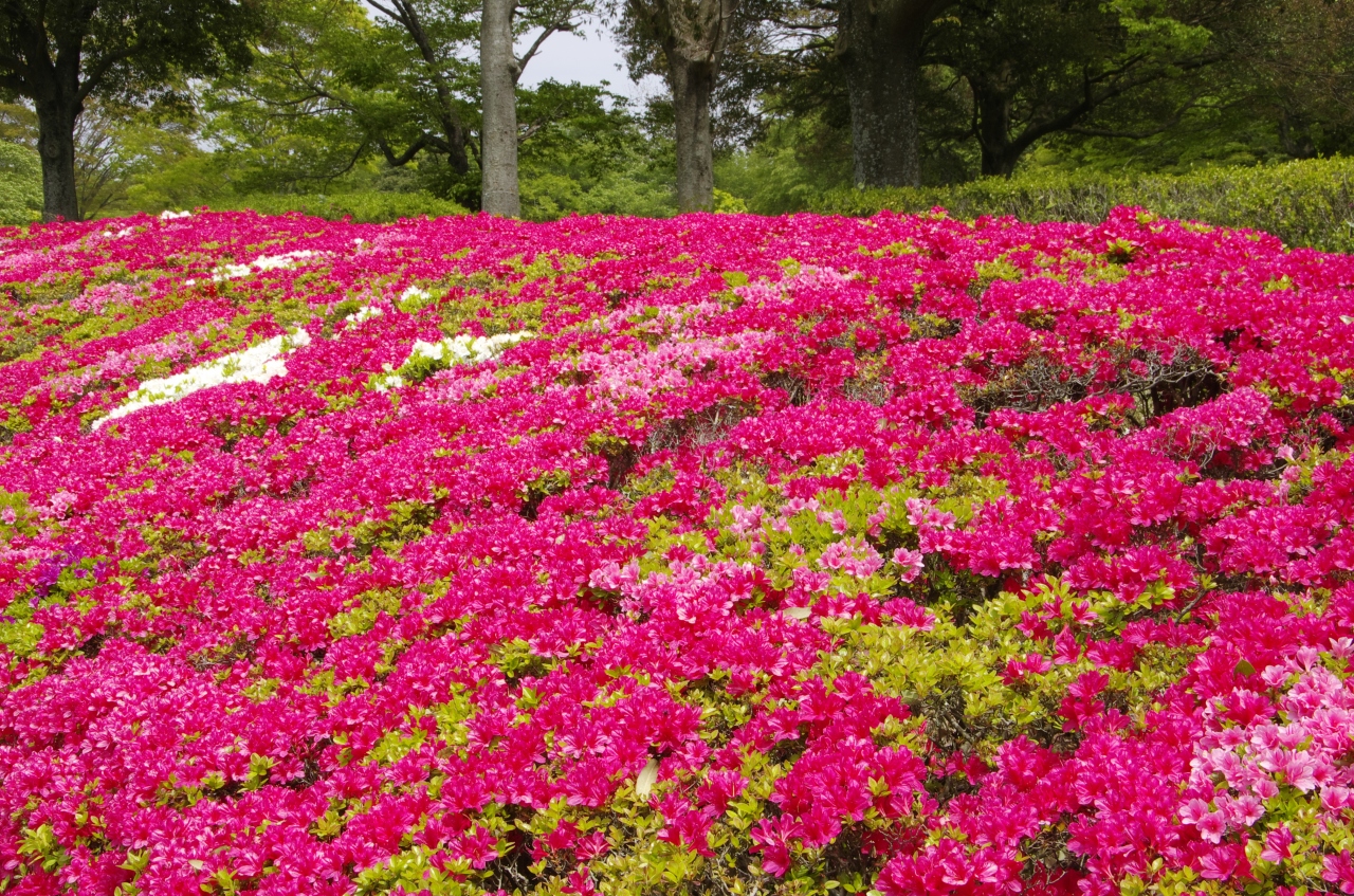 千葉県 昭和の森 見頃のつつじと新緑の景色 千葉市 千葉県 の旅行記 ブログ By じゅうべいさん フォートラベル