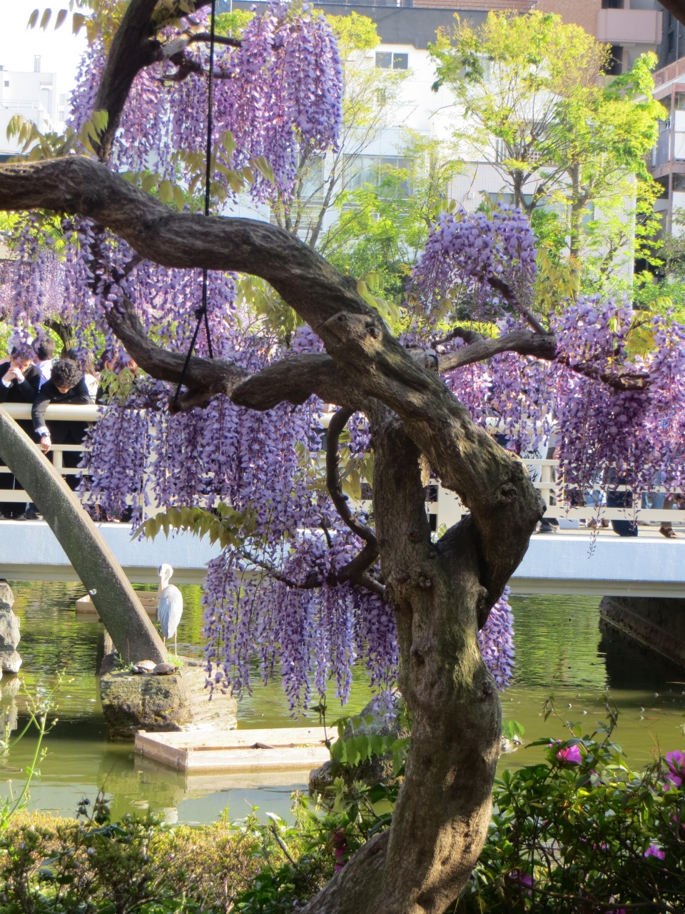 藤咲き乱れる亀戸天神 亀戸 東京 の旅行記 ブログ By M Koku1さん フォートラベル