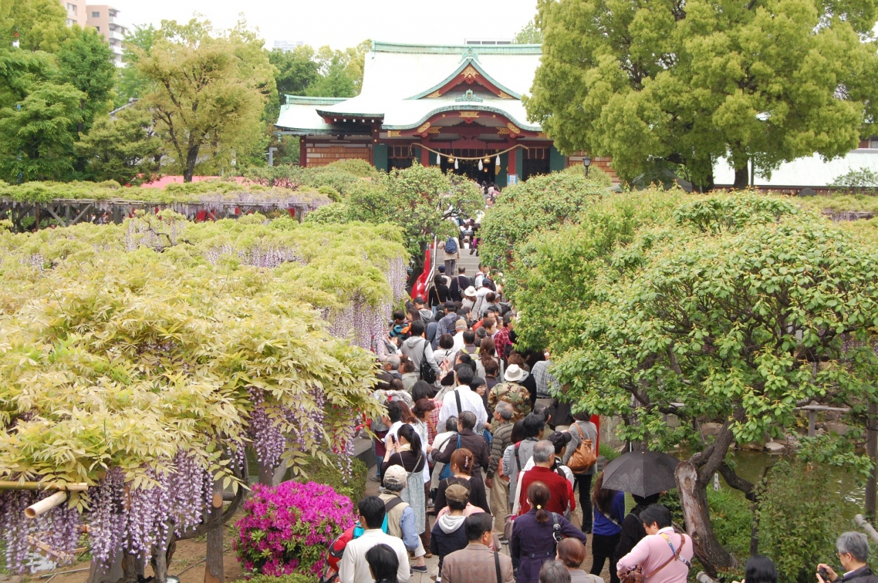 14 亀戸天神社藤まつり Deep亀戸を少々 亀戸 東京 の旅行記 ブログ By Optimus55さん フォートラベル