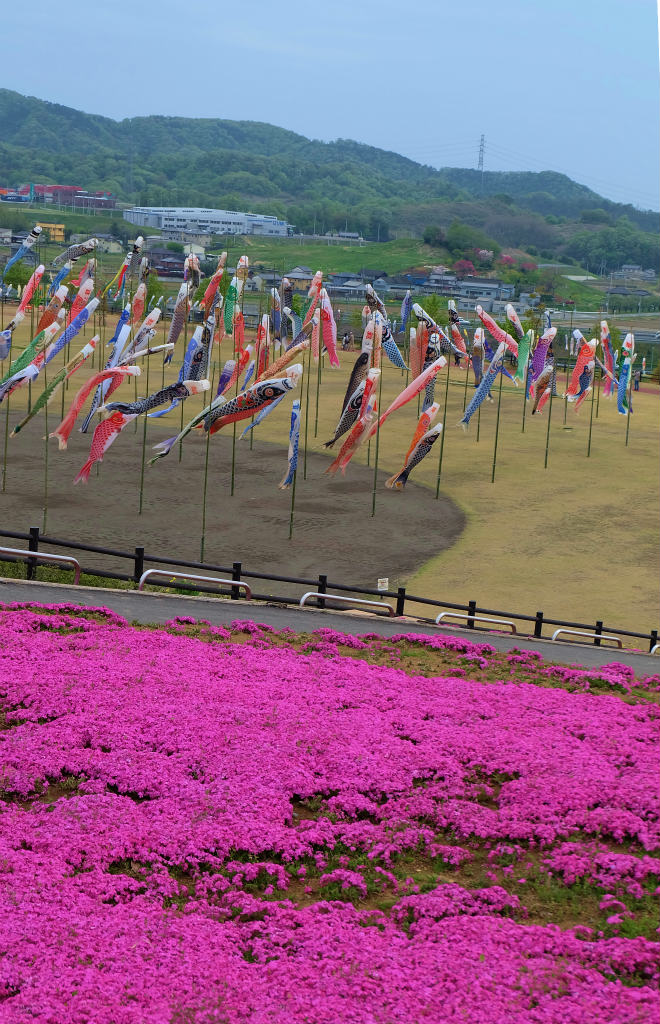 芝桜 ネモフィル咲いて 鯉のぼり泳ぐ 下 群馬県 太田市 太田 群馬県 の旅行記 ブログ By 義臣さん フォートラベル