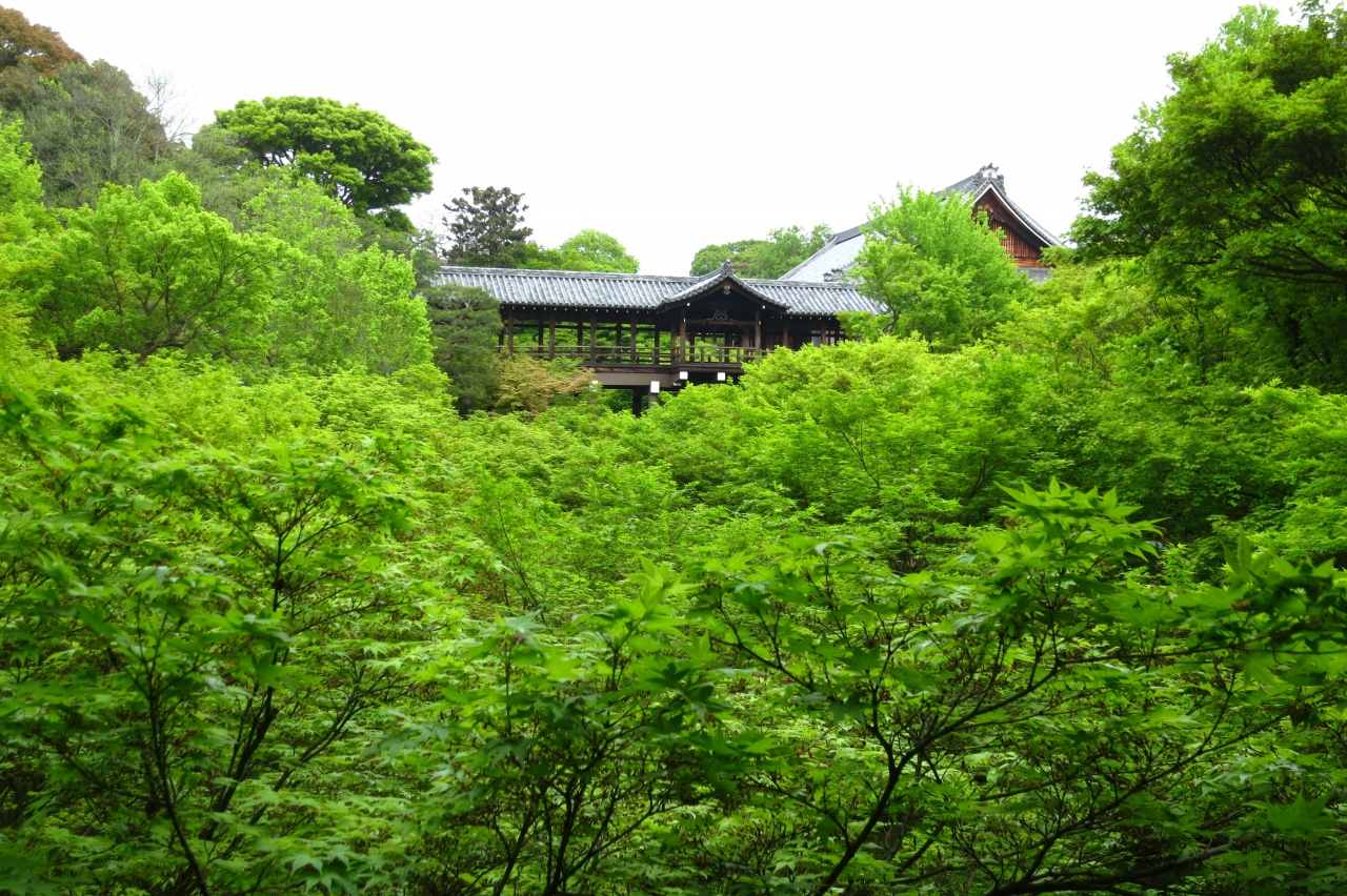 東福寺の新緑を浴びよう 緑の力 京都駅周辺 京都 の旅行記 ブログ By Pokoさん フォートラベル 東福寺の新緑を浴びよう 緑の力 京都駅周辺 京都 の旅行記 ブログ By Pokoさん フォートラベル