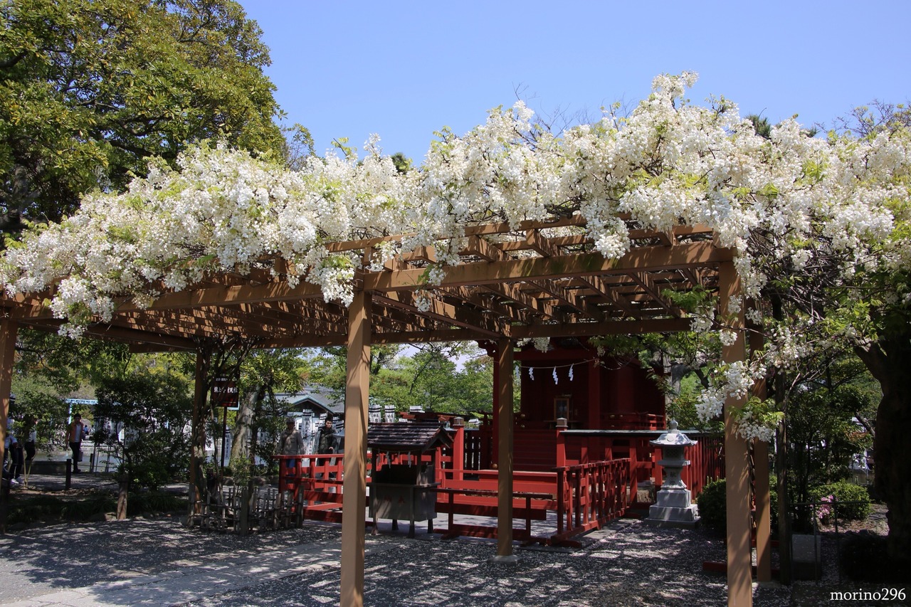 gwの始まりは藤が見頃となった鎌倉へ 鎌倉 神奈川県 の旅行記 ブログ By Morino296さん フォートラベル gwの始まりは藤が見頃となった鎌倉へ 鎌倉 神奈川県 の旅行記 ブログ By Morino296さん フォートラベル