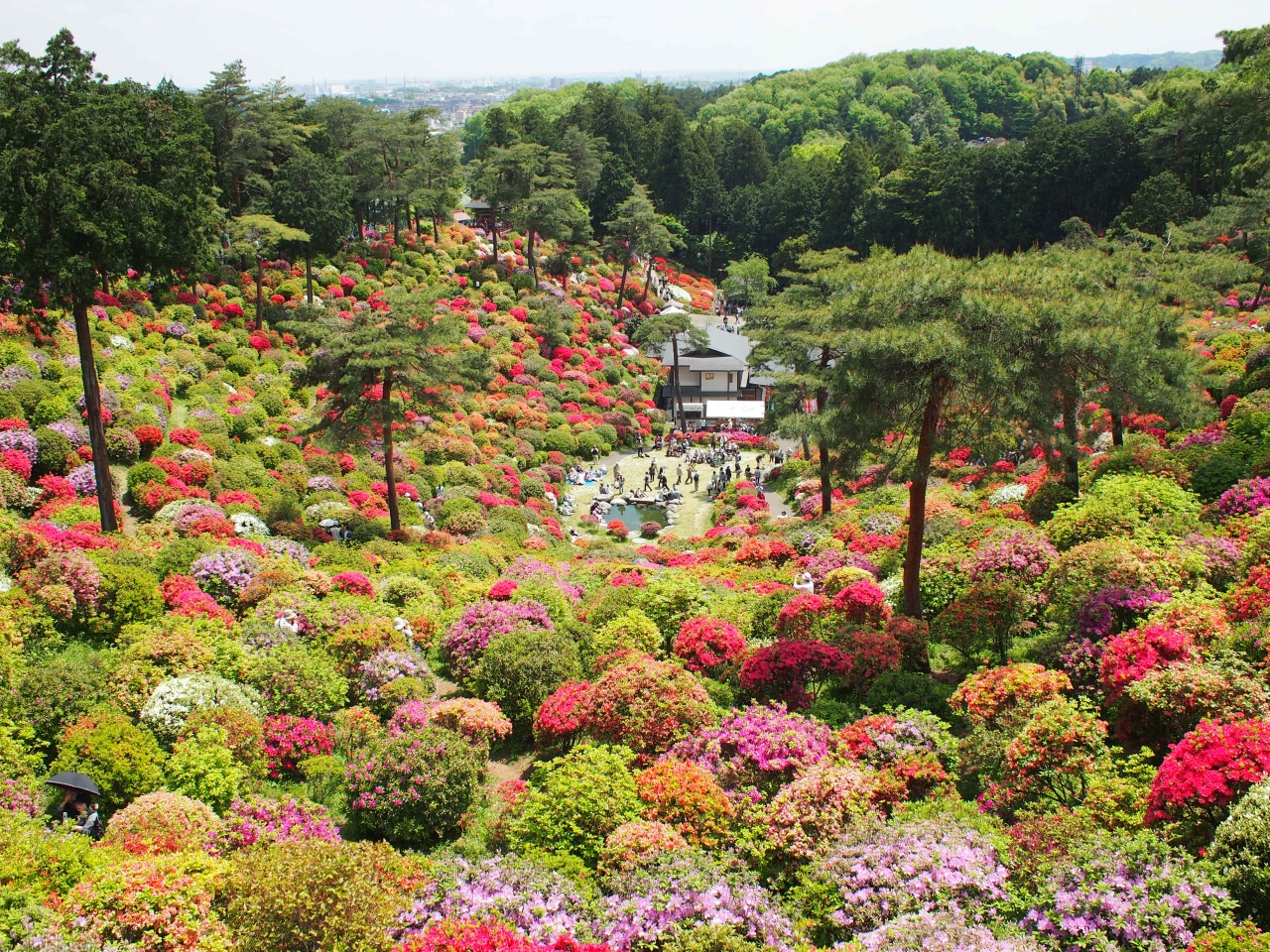 圧巻 つつじのコロッセオ 塩船観音寺つつじまつり 14 青梅 東京 の旅行記 ブログ By Momotaさん フォートラベル 圧巻 つつじのコロッセオ 塩船観音寺つつじまつり 14 青梅 東京 の旅行記 ブログ By Momotaさん フォートラベル