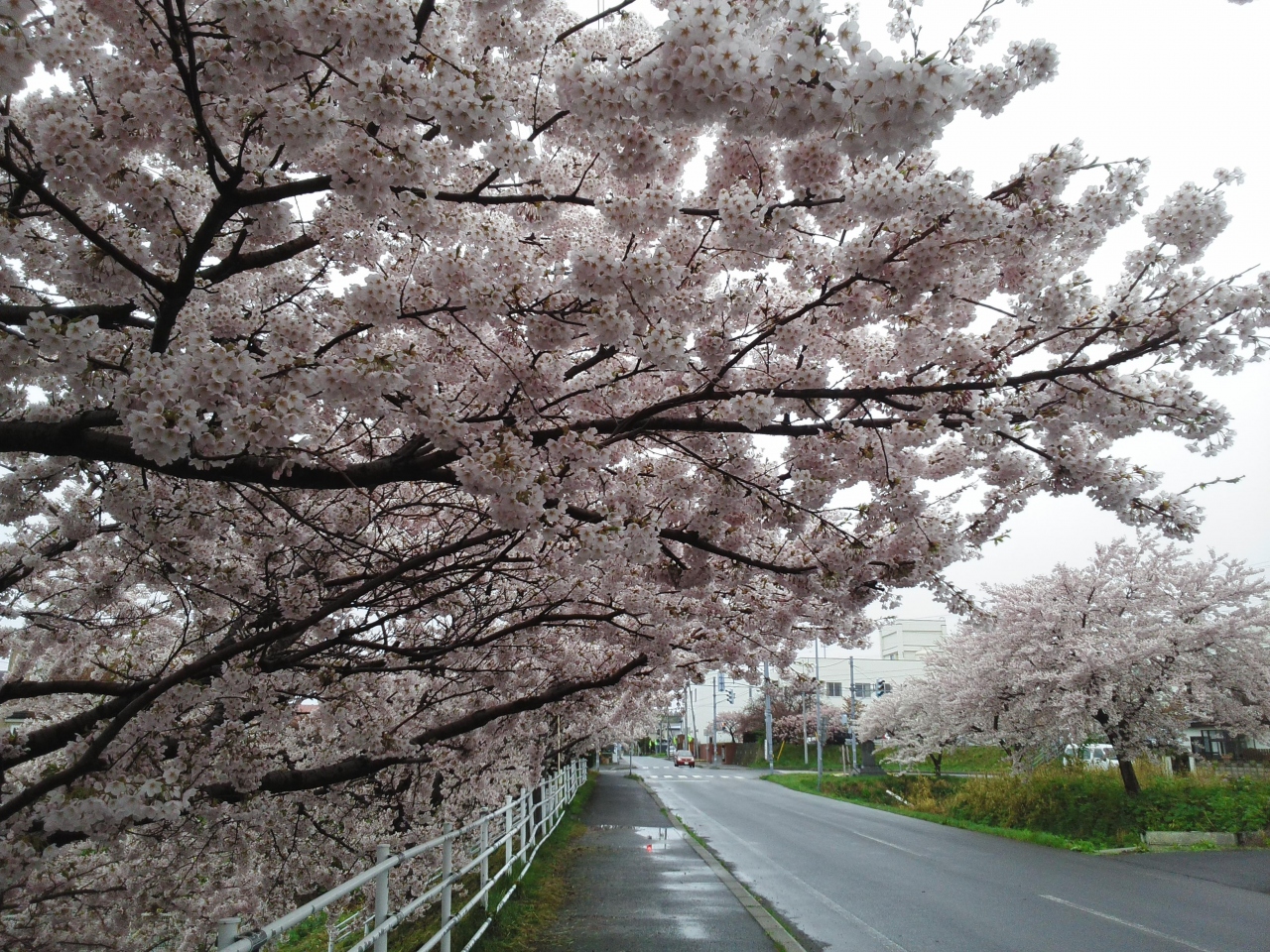 松前の花見 桜 見学2日目 松前半島 北海道 の旅行記 ブログ By Miaoさん フォートラベル 松前の花見 桜 見学2日目 松前半島 北海道 の旅行記 ブログ By Miaoさん フォートラベル