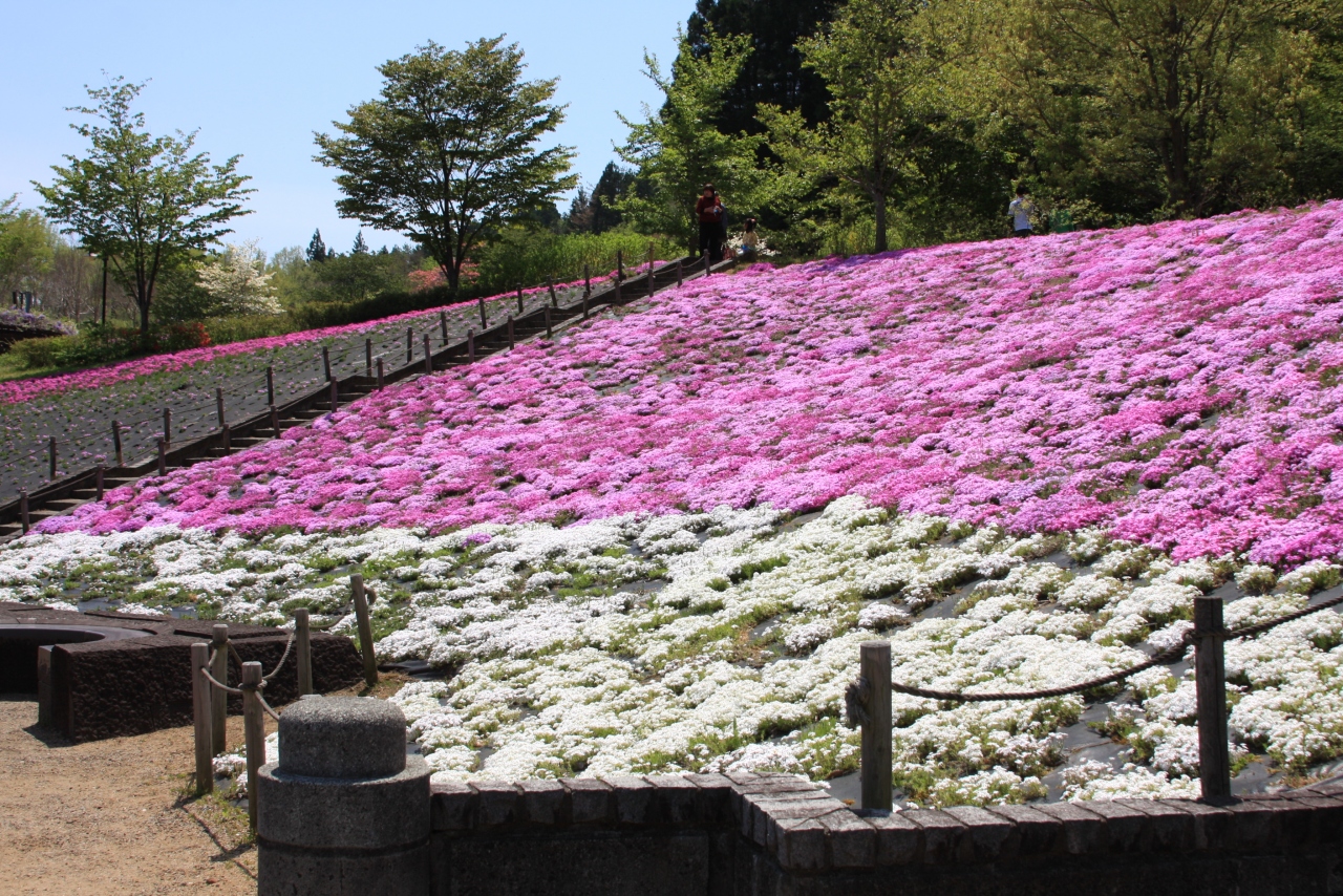 白石 スパッシュランドパーク 芝桜 と 大吊り橋 白石 宮城県 の旅行記 ブログ By Mintさん フォートラベル