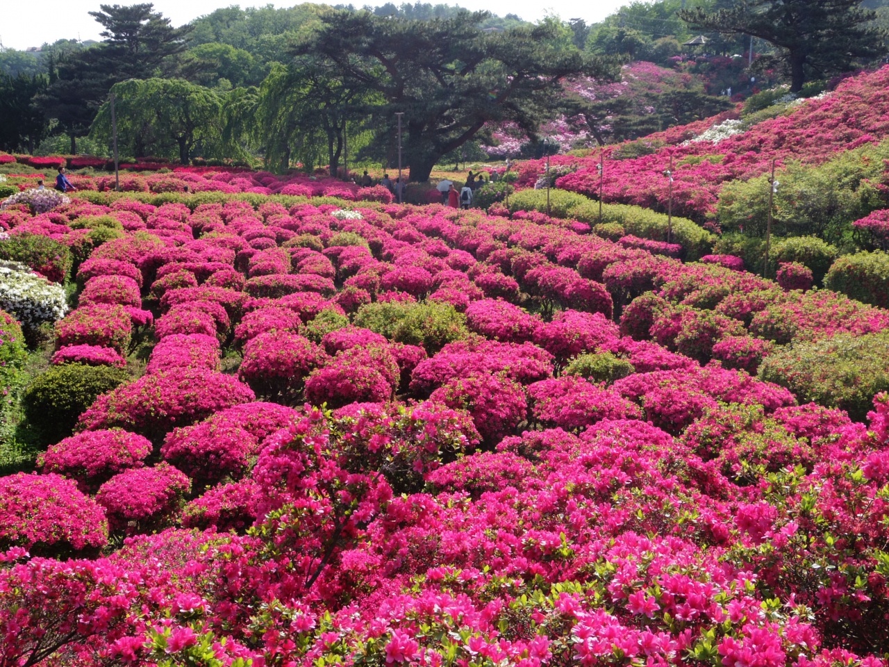 小室山公園のつつじ祭り そして 一碧湖と藤の花 静岡県の旅行記 ブログ By みやゆかさん フォートラベル