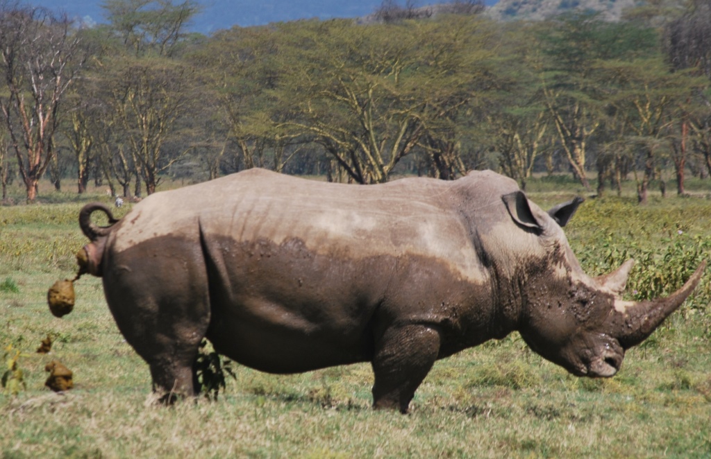 動物社会にはニュースがいっぱい ケニア ナクル湖からナイバシャ湖そしてアンボセリ ナクル湖国立公園周辺 ケニア の旅行記 ブログ By East Of Edenさん フォートラベル 動物社会にはニュースがいっぱい ケニア ナクル湖からナイバシャ湖そしてアンボセリ ナクル湖国立公園周辺 ケニア の旅行記 ブログ By East Of Edenさん フォートラベル