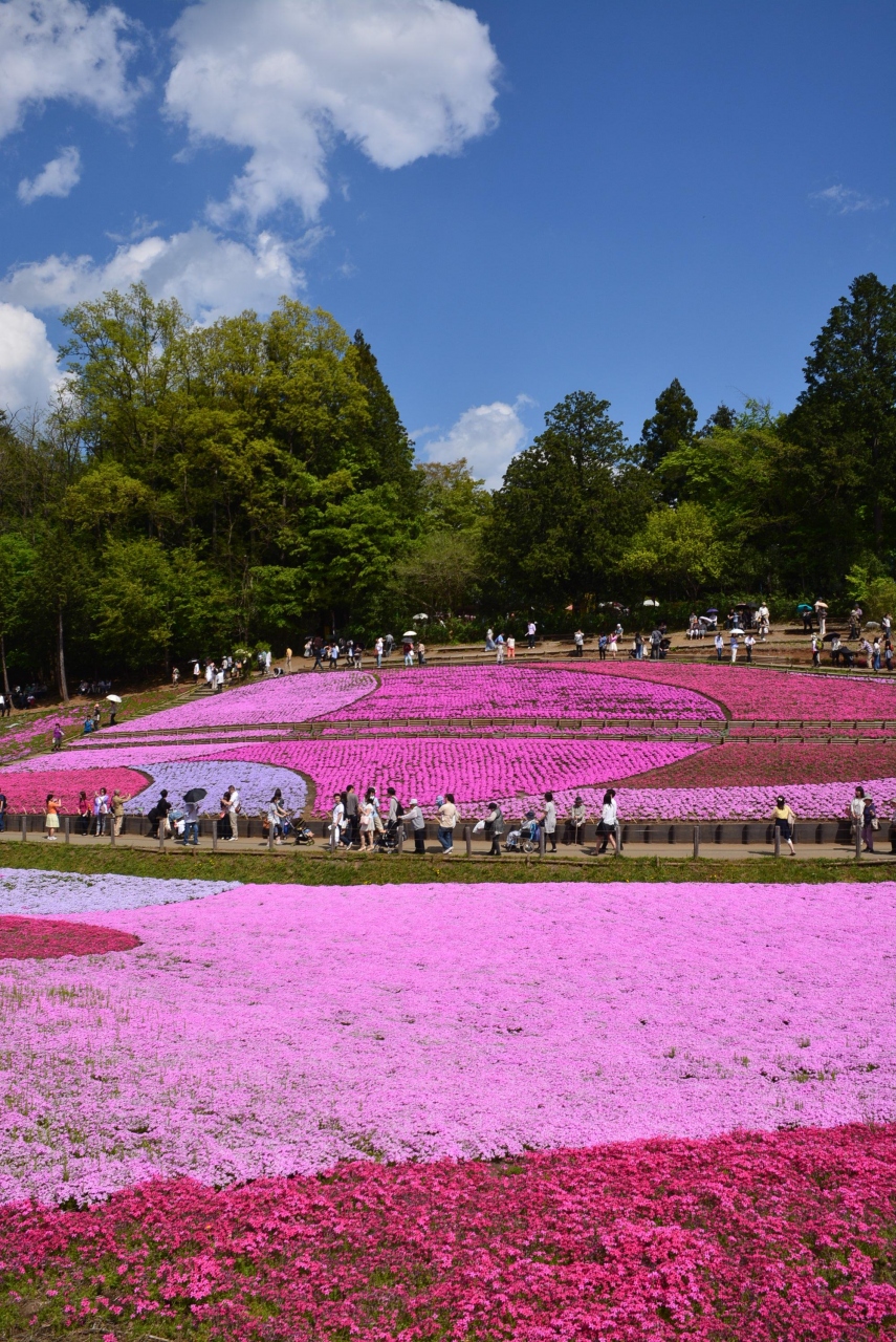 芝桜 秩父 羊山公園 花さんぽ 14 秩父 埼玉県 の旅行記 ブログ By 旅姿さん フォートラベル