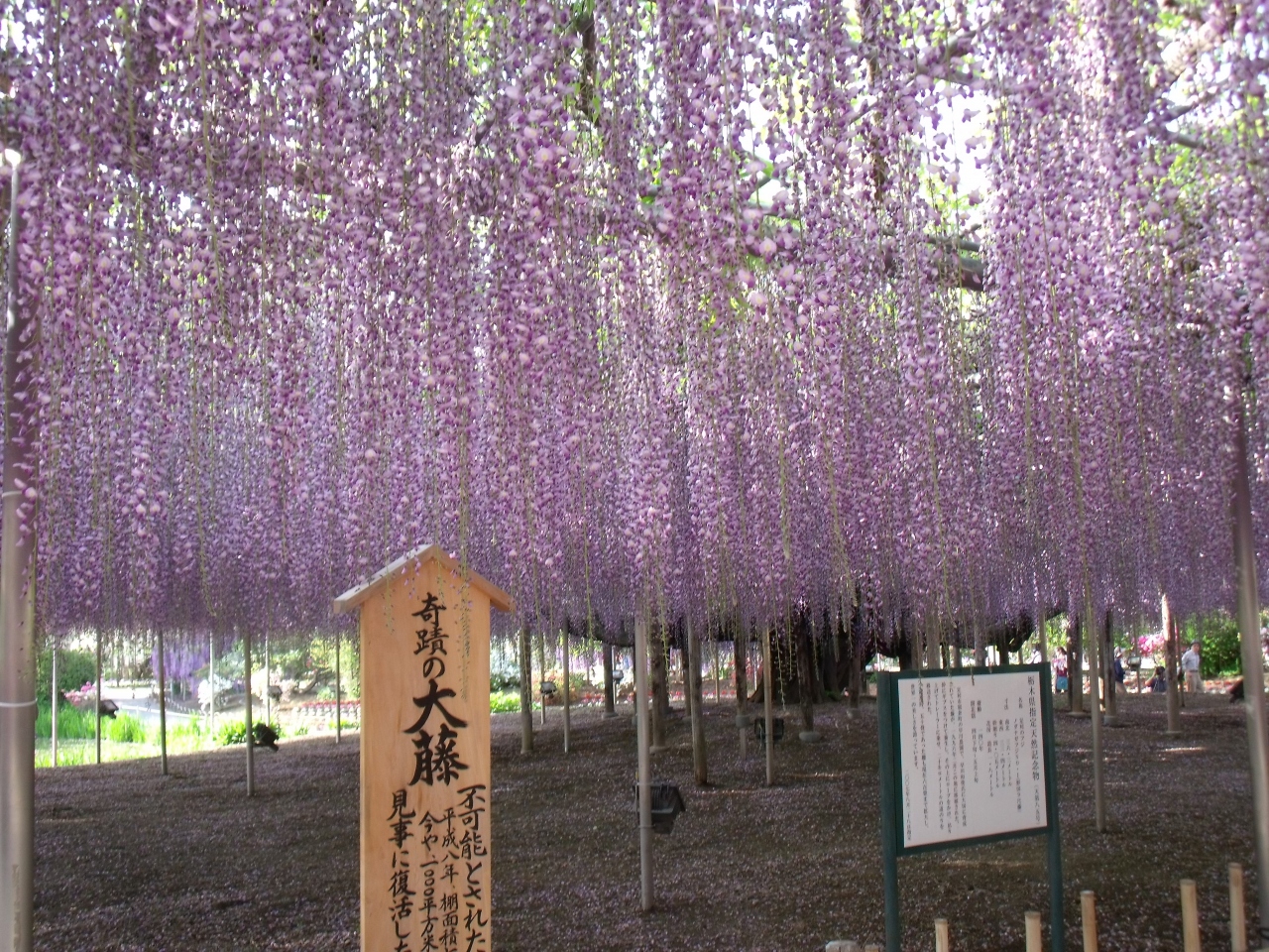 14花見紀行 足利フラワーパーク 大藤 足利 栃木県 の旅行記 ブログ By 蔦之丞さん フォートラベル