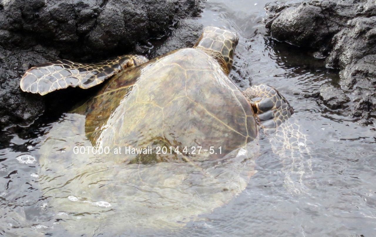 ハワイ島でウミガメさんに会いました Green Sea Turtle From The Big Island Of Hawaii ハワイ島 ハワイ の旅行記 ブログ By とどちゃんさん フォートラベル