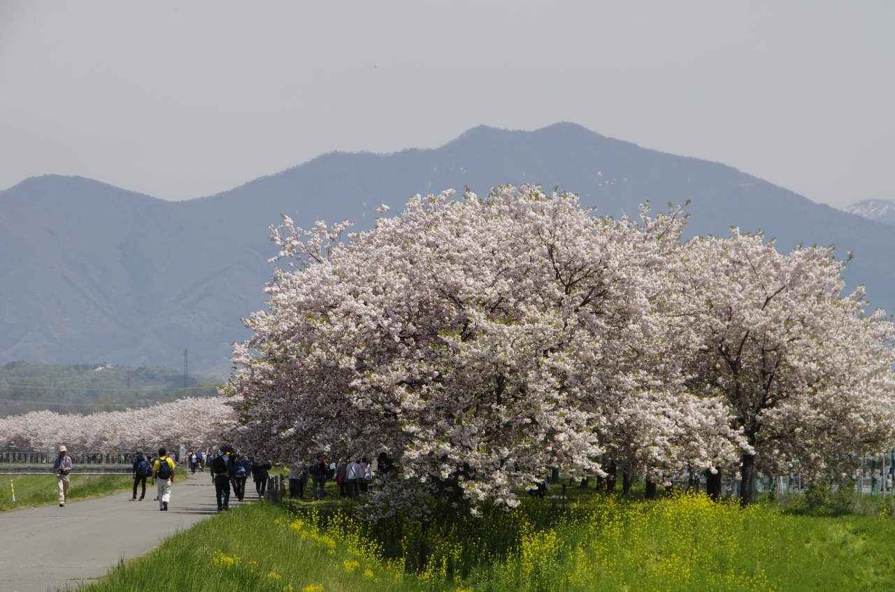 14長野県 小布施 千曲川堤防の百花繚乱 八重桜 花桃 菜の花 鯉のぼり 中野 小布施 長野県 の旅行記 ブログ By じゅうべいさん フォートラベル