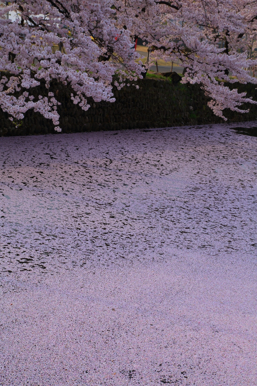 山形 宮城 桜めぐり 松が岬公園 鹽竈神社の鹽竈桜 米沢 山形県 の旅行記 ブログ By ふーさん フォートラベル 山形 宮城 桜めぐり 松が岬公園 鹽竈神社の鹽竈桜 米沢 山形県 の旅行記 ブログ By ふーさん フォートラベル