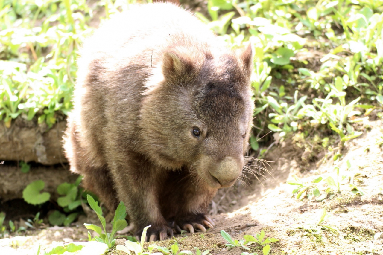 長野新幹線に乗って茶臼山動物園へ14年のgw後半のレッサーパンダ詣 ４ 可愛いウォンバットから凛々しいライオンのペアまで動物いろいろ 篠ノ井 長野県 の旅行記 ブログ By まみさん フォートラベル