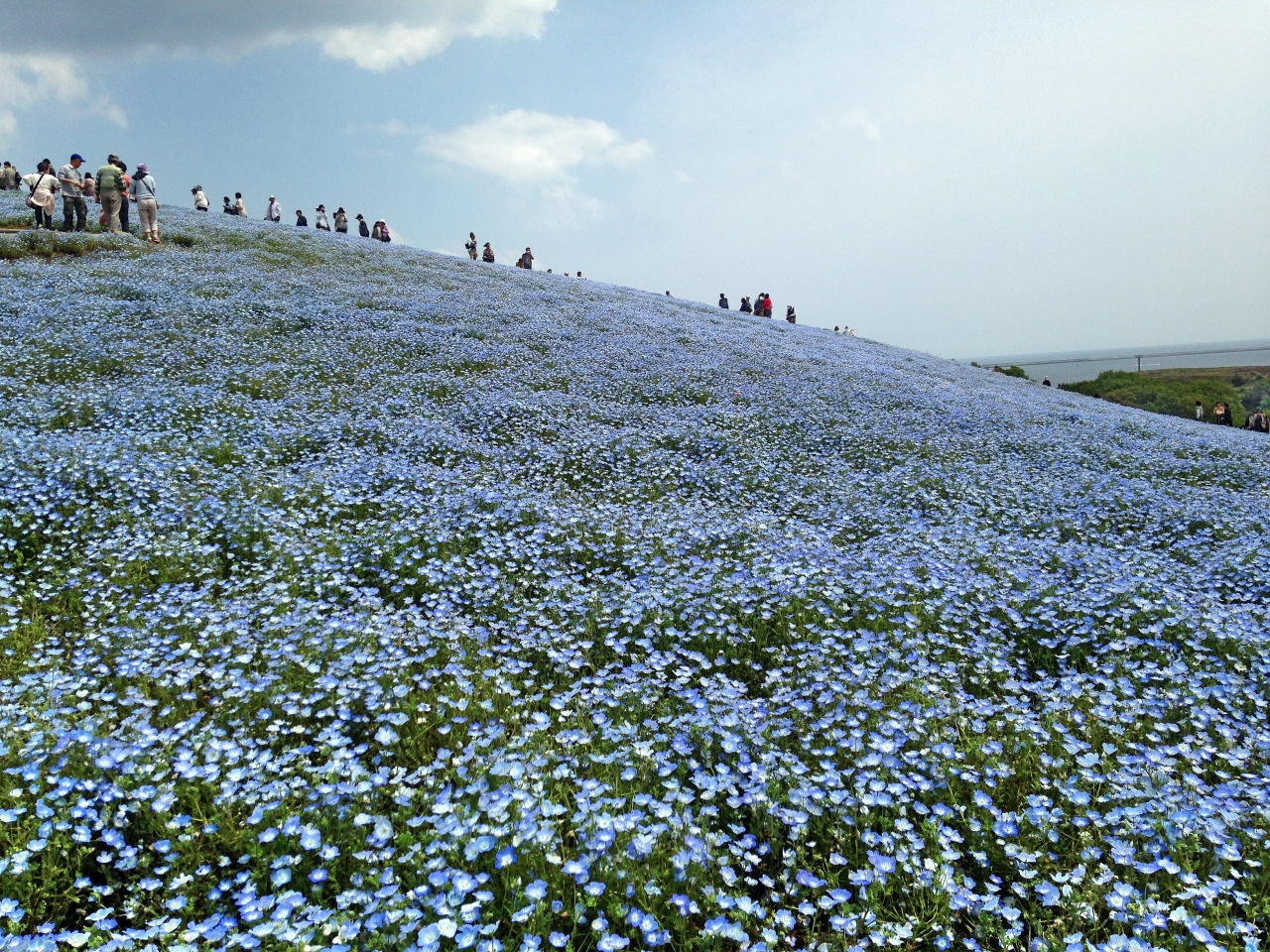 ひたち海浜公園 ネモフィラとあしかがフラワーパーク 藤の花 １ ひたちなか 茨城県 の旅行記 ブログ By ペコちゃんさん フォートラベル