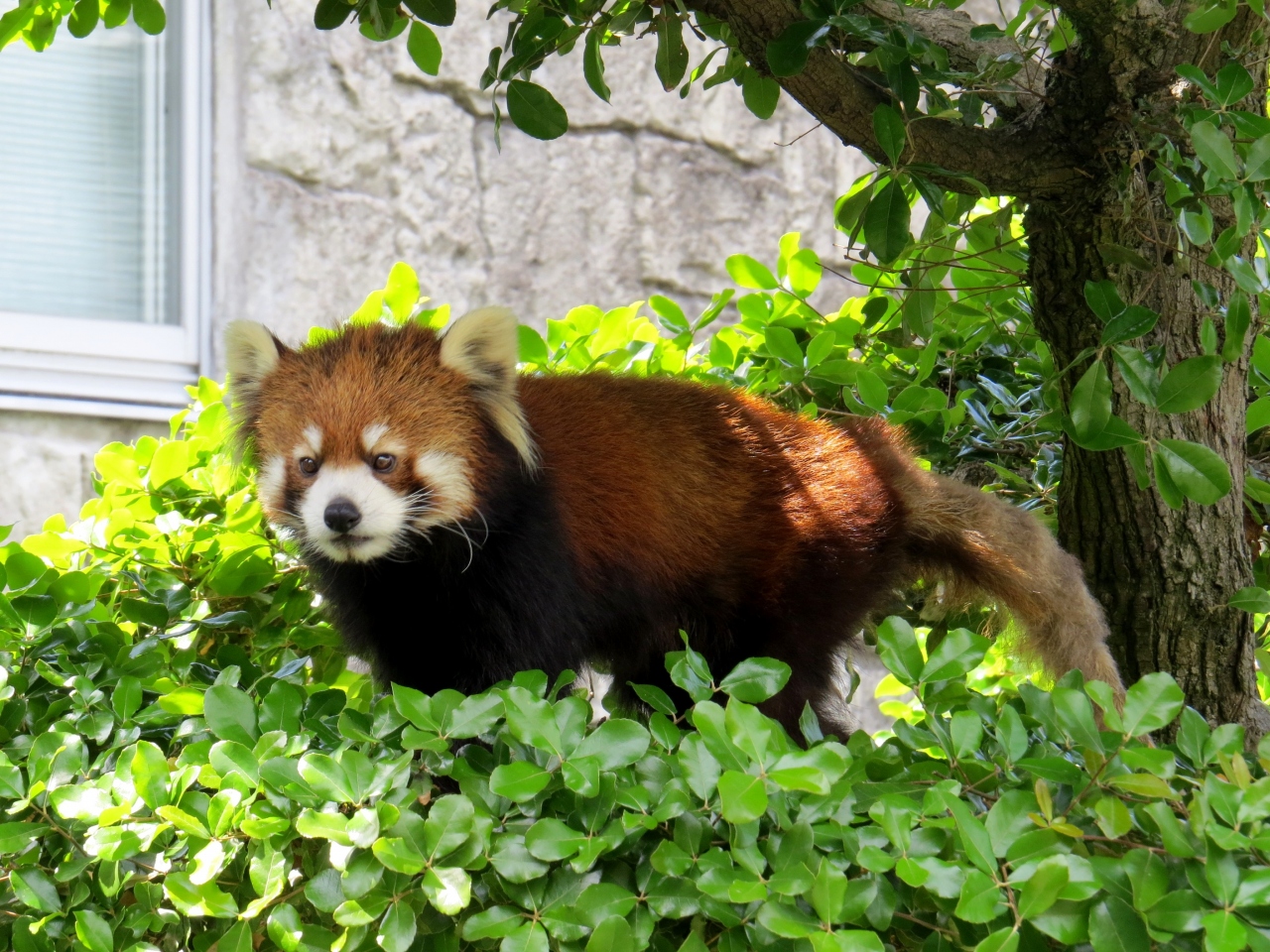 ｇｗレッサーパンダ紀行 ７ 安佐動物公園 放飼場にはもう慣れた トロリ君 ミウちゃん 安佐期待の若手ペアに会ってきました 安佐 広島県 の旅行記 ブログ By Jilllucaさん フォートラベル