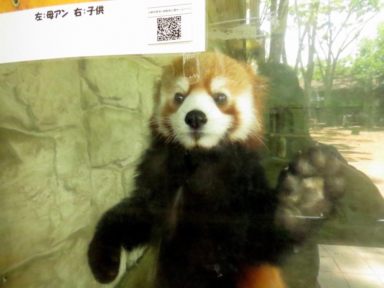 初夏のレッサーパンダ紀行 １ 夢見ケ崎動物公園 新江の島水族館 野毛山動物園 改めてよろしく ギンガちゃん おめでとう カリンちゃん 夢見 元気になってよかったね オガ君 えのすい やっぱり可愛い キンタちゃん 野毛山 あさま グランクラスに