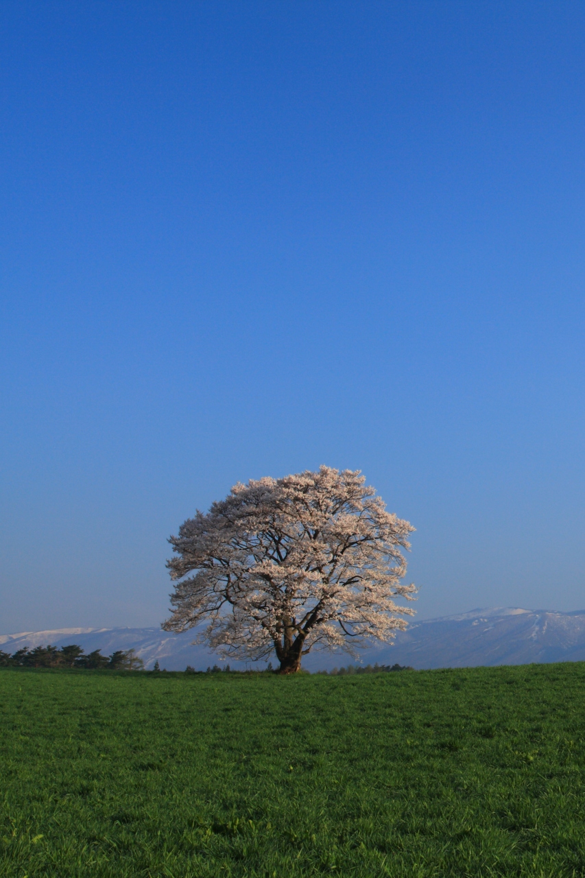 岩手 秋田 桜めぐり 小岩井農場の一本桜 日本国花苑 盛岡 岩手県 の旅行記 ブログ By ふーさん フォートラベル