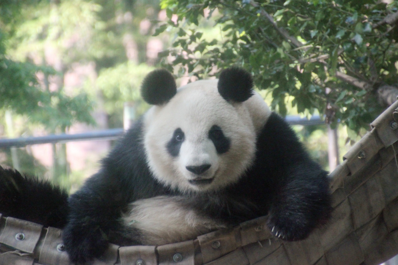 行き先変えて初夏の新宿御苑 上野動物園へ 3 上野動物園編 ハンモックで遊ぶジャイアントパンダと枝にたれパンダするレッサーパンダたち 上野 御徒町 東京 の旅行記 ブログ By まみさん フォートラベル 行き先変えて初夏の新宿御苑 上野動物園へ 3 上野動物園編 ハンモックで遊ぶジャイアントパンダと枝にたれパンダするレッサーパンダたち 上野 御徒町 東京 の旅行記 ブログ By まみさん フォートラベル