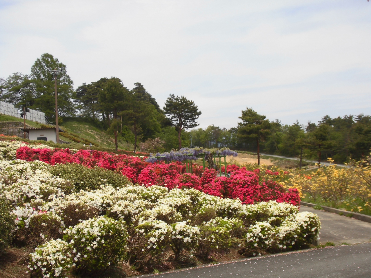 寒河江つつじ公園 寒河江 山形県 の旅行記 ブログ By ボビーさん フォートラベル