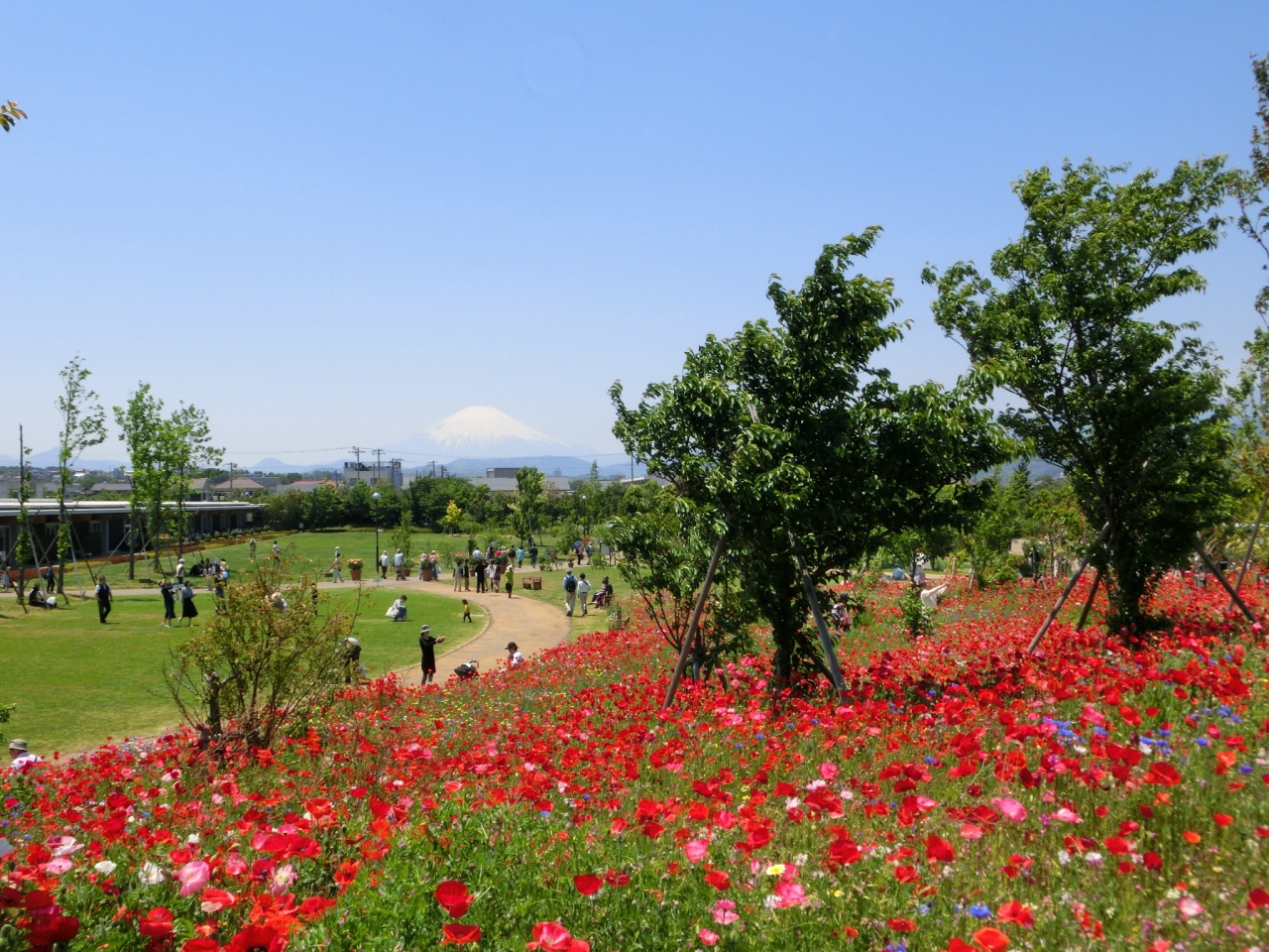 平塚花菜ガーデン ローズフェスティバル 三日月山の花畑と富士山も 14年5月11日 平塚 大磯 神奈川県 の旅行記 ブログ By あんみつ姫さん フォートラベル