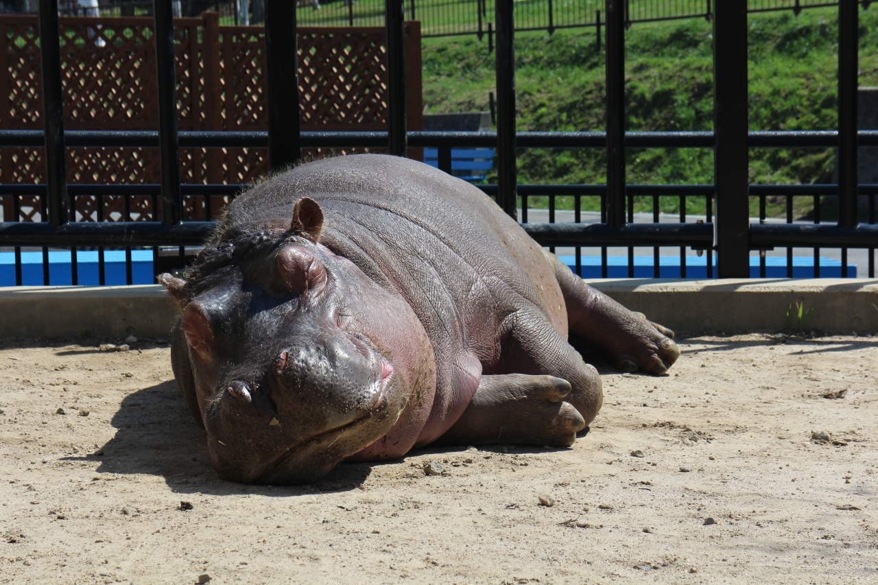 かば館のカバ お昼寝中 旭山動物園 ２０１４春 旭川 北海道 の旅行記 ブログ By さとぴ さん フォートラベル