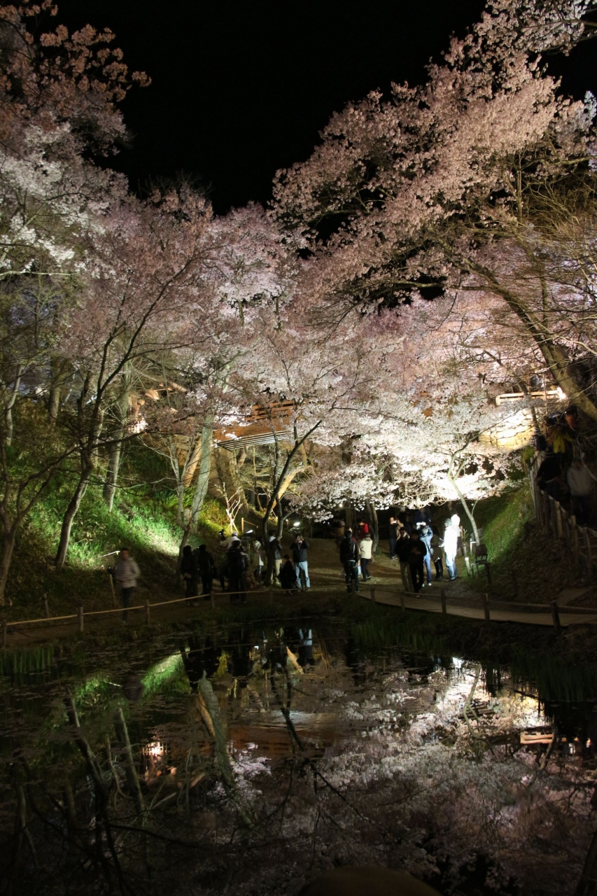 14南信州 高遠城址公園 天下第一の桜 夜桜を楽しむ 辰野 箕輪 高遠 長野県 の旅行記 ブログ By クロベーちゃんさん フォートラベル