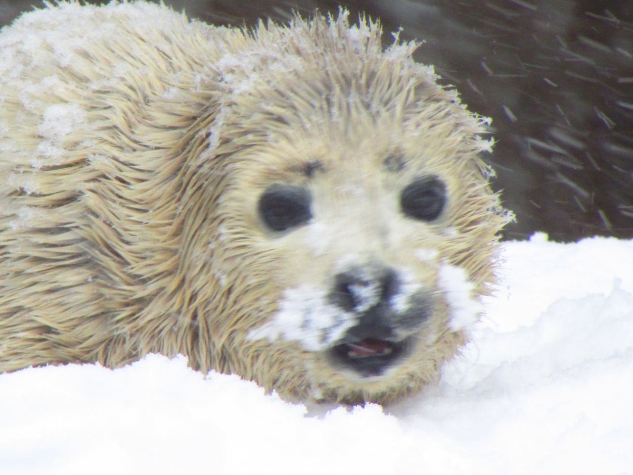 14年春旭山動物園 春なのに風吹の巻き きりん舎カバ館を見に あざらしの赤ちゃんにこんにちは 旭川 北海道 の旅行記 ブログ By Cacahさん フォートラベル