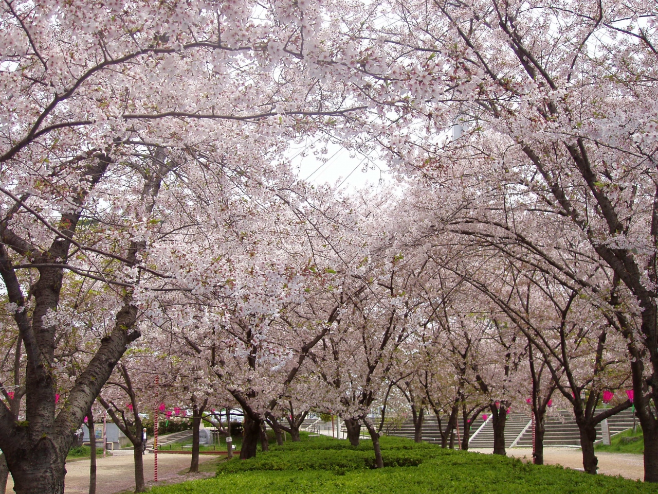 天保山の桜 天保山公園 大阪ベイエリア 大阪 の旅行記 ブログ By Kubochanさん フォートラベル