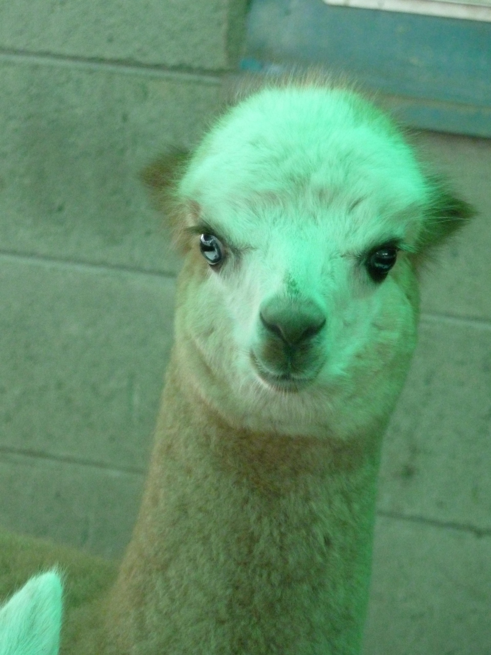 動物ふれあいin那須高原 那須 栃木県 の旅行記 ブログ By オルチャさん フォートラベル 動物ふれあいin那須高原 那須 栃木県 の旅行記 ブログ By オルチャさん フォートラベル