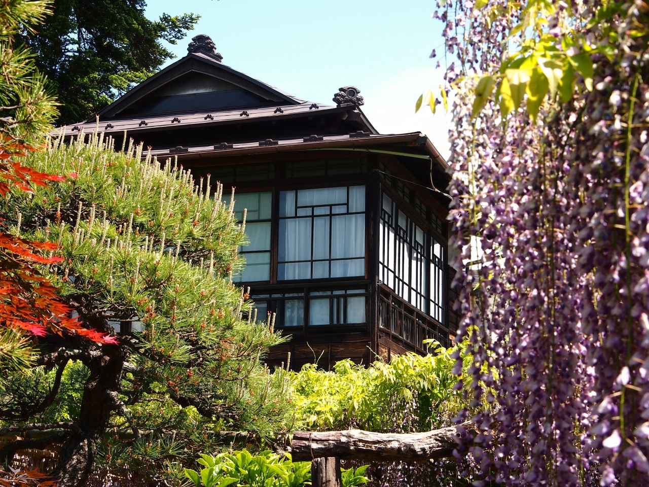 伊達政宗ゆかりの藤 今年は遅すぎちゃった 仙台 宮城県 の旅行記 ブログ By こあひるさん フォートラベル