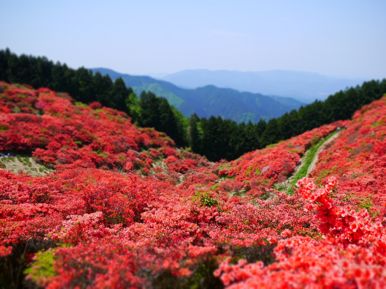 一目百万本 は本当だった 奈良県 葛城山のツツジ 御所 葛城 奈良県 の旅行記 ブログ By そら さん フォートラベル