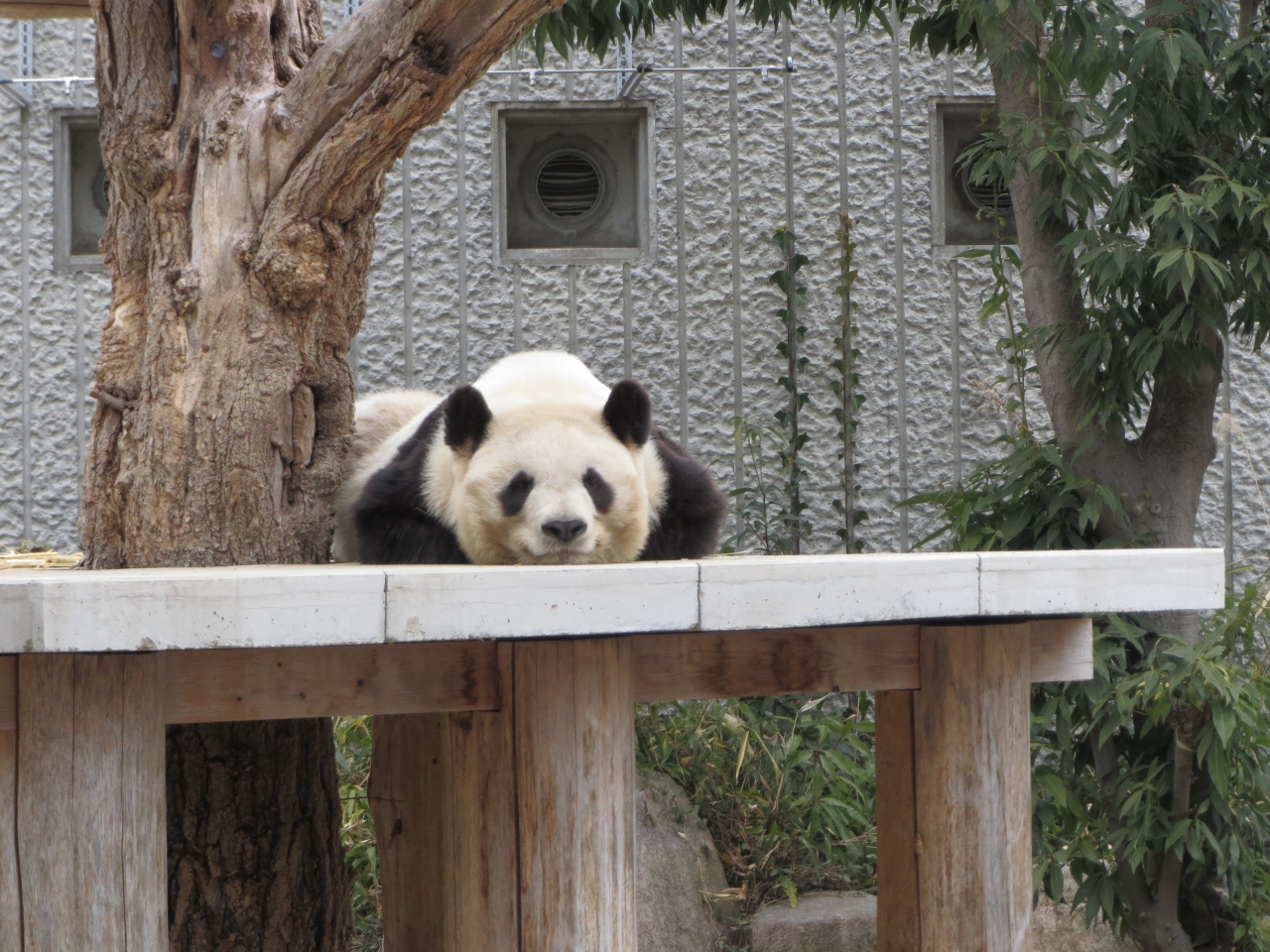 子連れで初めての神戸旅行 14年2月 その2 王子動物園 ツマガリ本店でスイーツタイム 編 御影 灘 兵庫県 の旅行記 ブログ By きーぽーさん フォートラベル