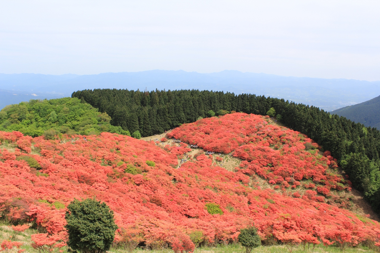 真っ赤に咲き誇るツツジ 葛城山 御所 葛城 奈良県 の旅行記 ブログ By Kareiさん フォートラベル