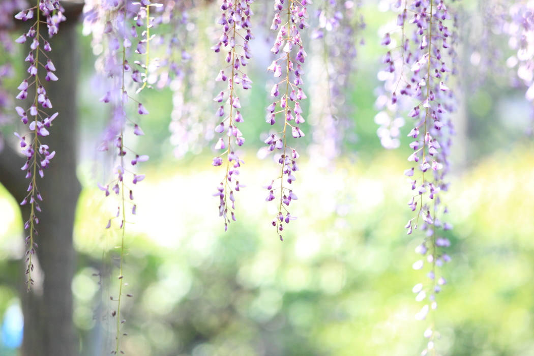 間に合わなかった藤の花 亀戸天神社の藤まつり 亀戸 東京 の旅行記 ブログ By Kittyさん フォートラベル