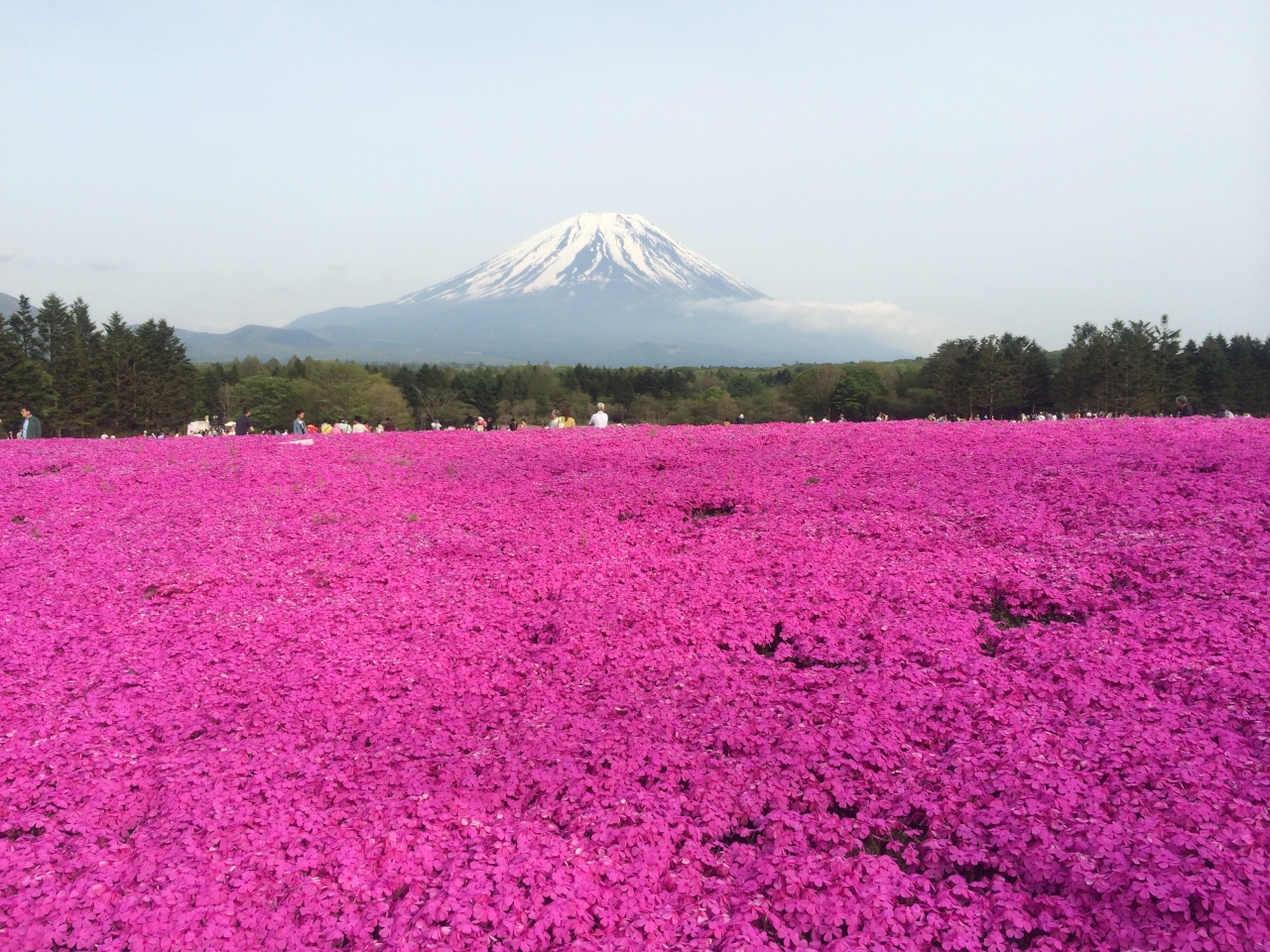富士芝桜まつりに行ってきました 富士五湖 山梨県 の旅行記 ブログ By Aloha マニアさん フォートラベル