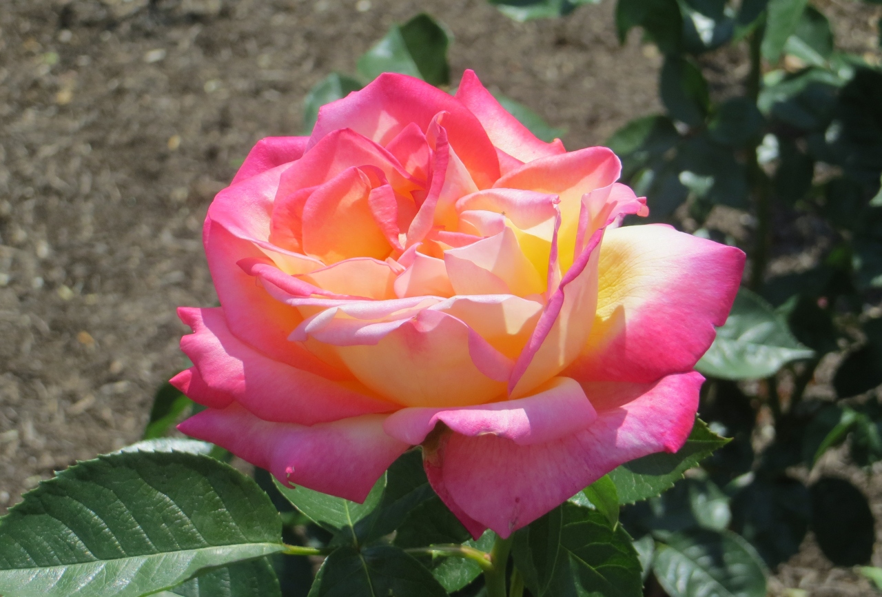 14春 鶴舞公園の薔薇 5 10 5月16日 5 キャンディ ストライプ ロイヤル ハイネス レオニダス ティファニー 朝雲 鶴舞 堀田 愛知県 の旅行記 ブログ By 旅人のくまさんさん フォートラベル