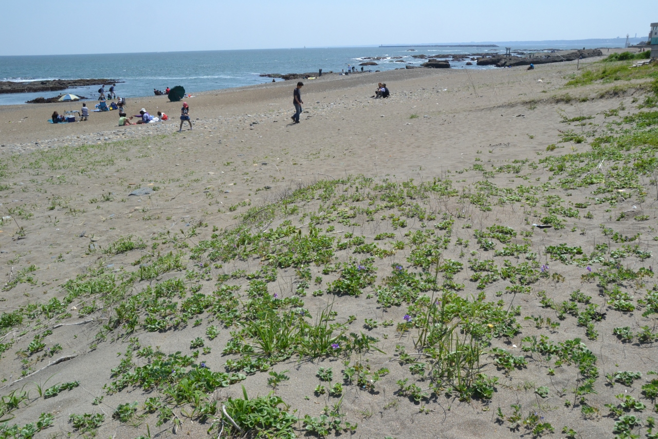 茨城の海辺の花を巡る旅 １ 大洗 茨城県 の旅行記 ブログ By どーもくんさん フォートラベル