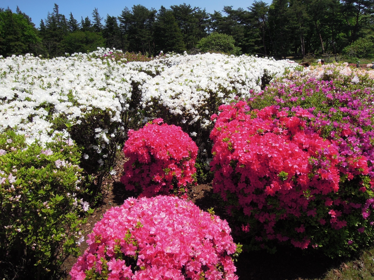 14 4 27 都立神代植物園 つつじと藤の花が満開 調布 狛江 東京 の旅行記 ブログ By Locoさん フォートラベル 14 4 27 都立神代植物園 つつじと藤の花が満開 調布 狛江 東京 の旅行記 ブログ By Locoさん フォートラベル