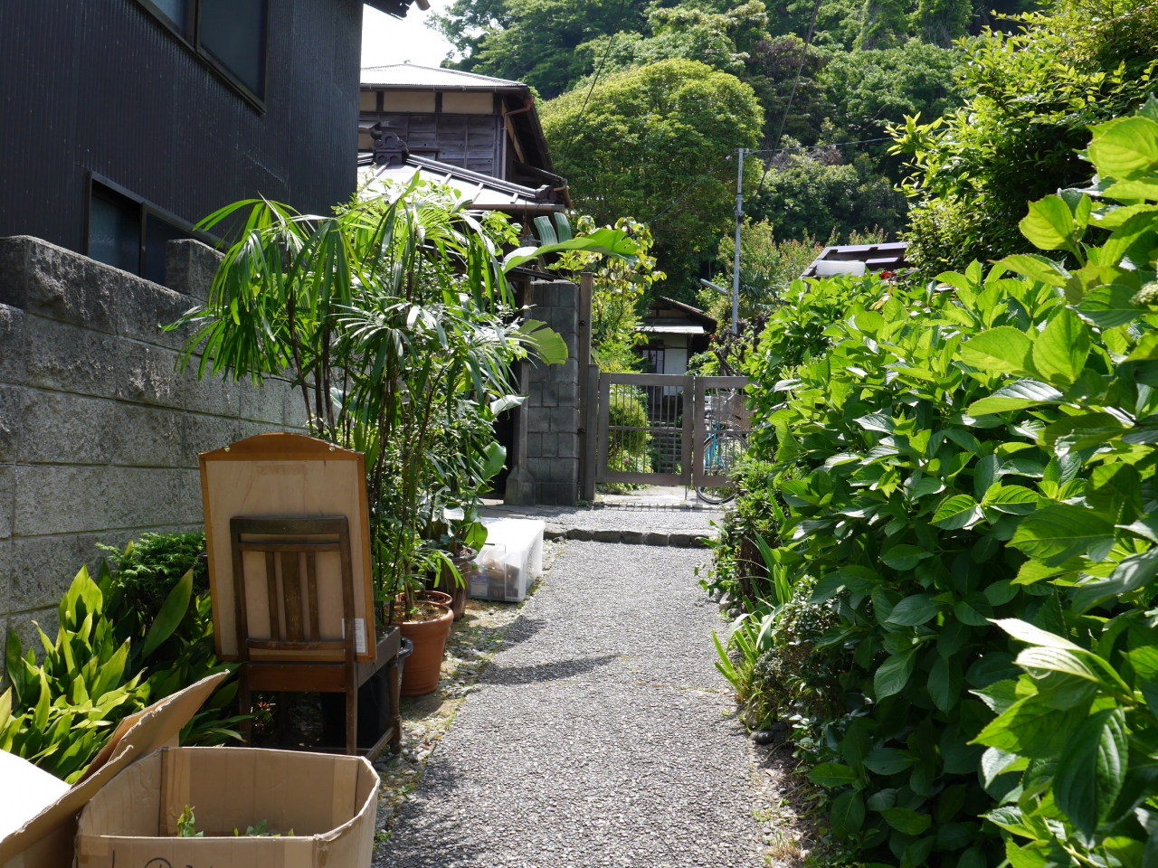 初夏の鎌倉 高徳院 続最後から二番目の恋ロケ地 14 05 19 鎌倉 神奈川県 の旅行記 ブログ By 杏仁豆腐さん フォートラベル